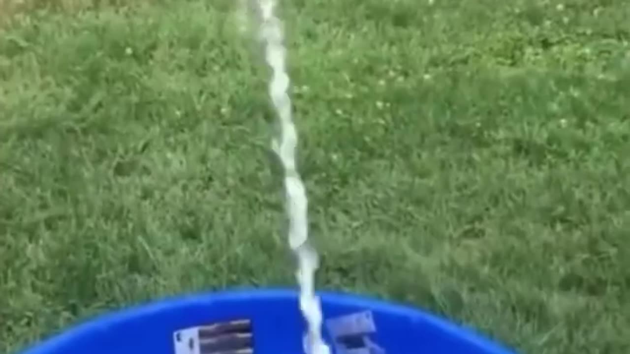 Funny animal