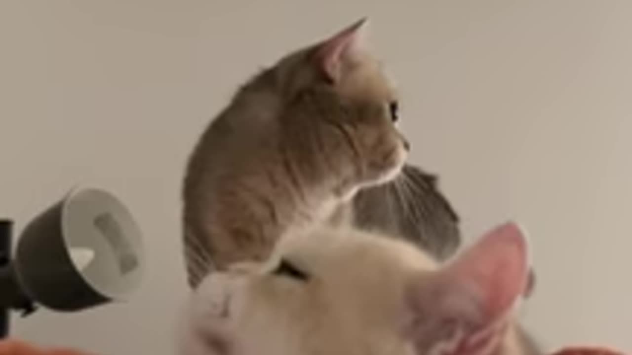 Mom STOP! PATTING! HER! (jealous Cash mode) #catlover #cat #cutecat