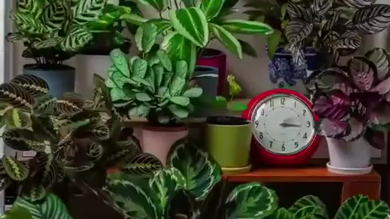 THIS IS HOW MUCH PLANTS PHYSICALLY MOVE DURING A 24 HR TIME PERIOD AND NOT AS A RESULT OF WIND