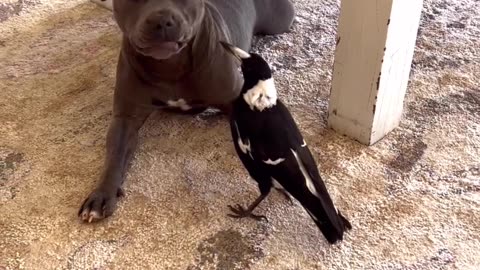 Dog Vs Bird