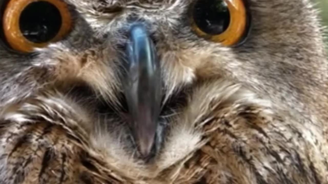 Cristiano Ronaldo's Surprising Reaction to Birds Flying into His Face