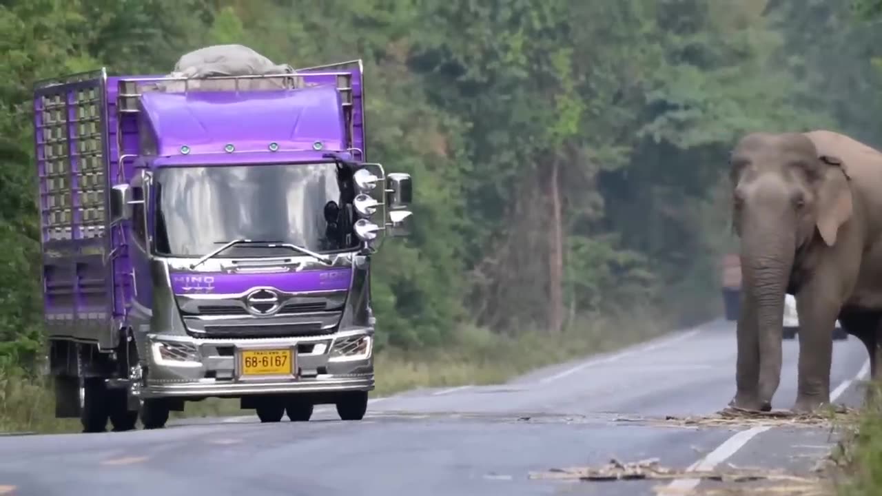 Greedy wild elephant stops passing trucks to steal sugarcane