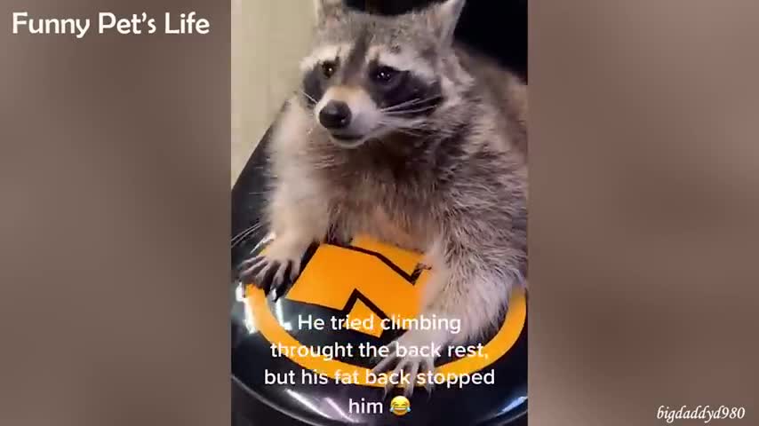 Funny and Best Animal Bloopers Compilation