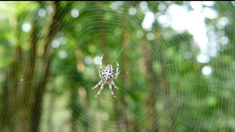 Spider weaving in the forest