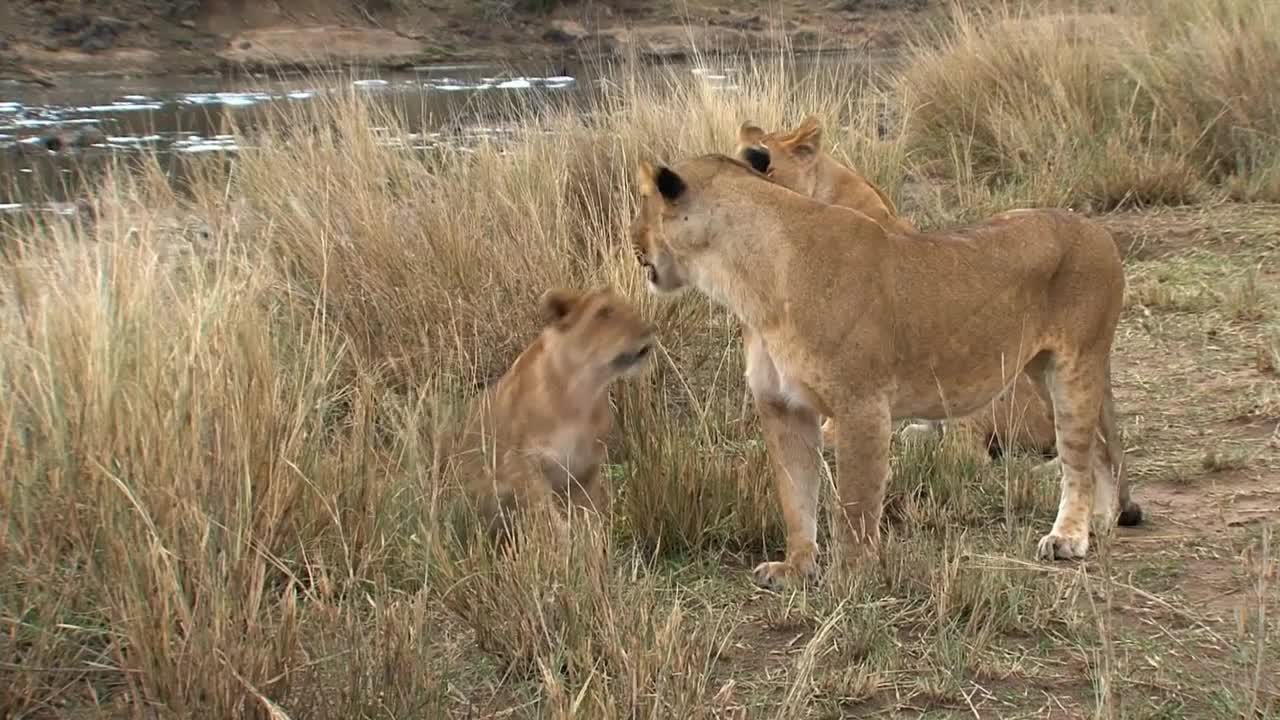 Pride of Lions standing by a watering hole