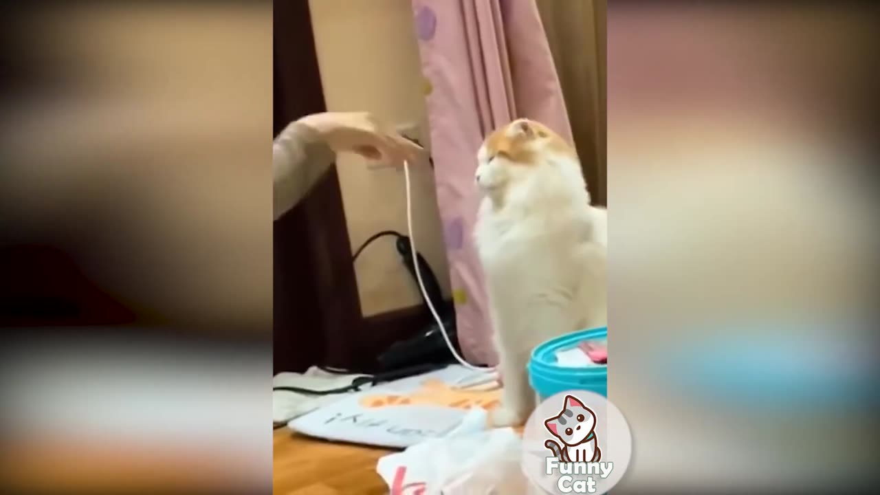 funny cat fails