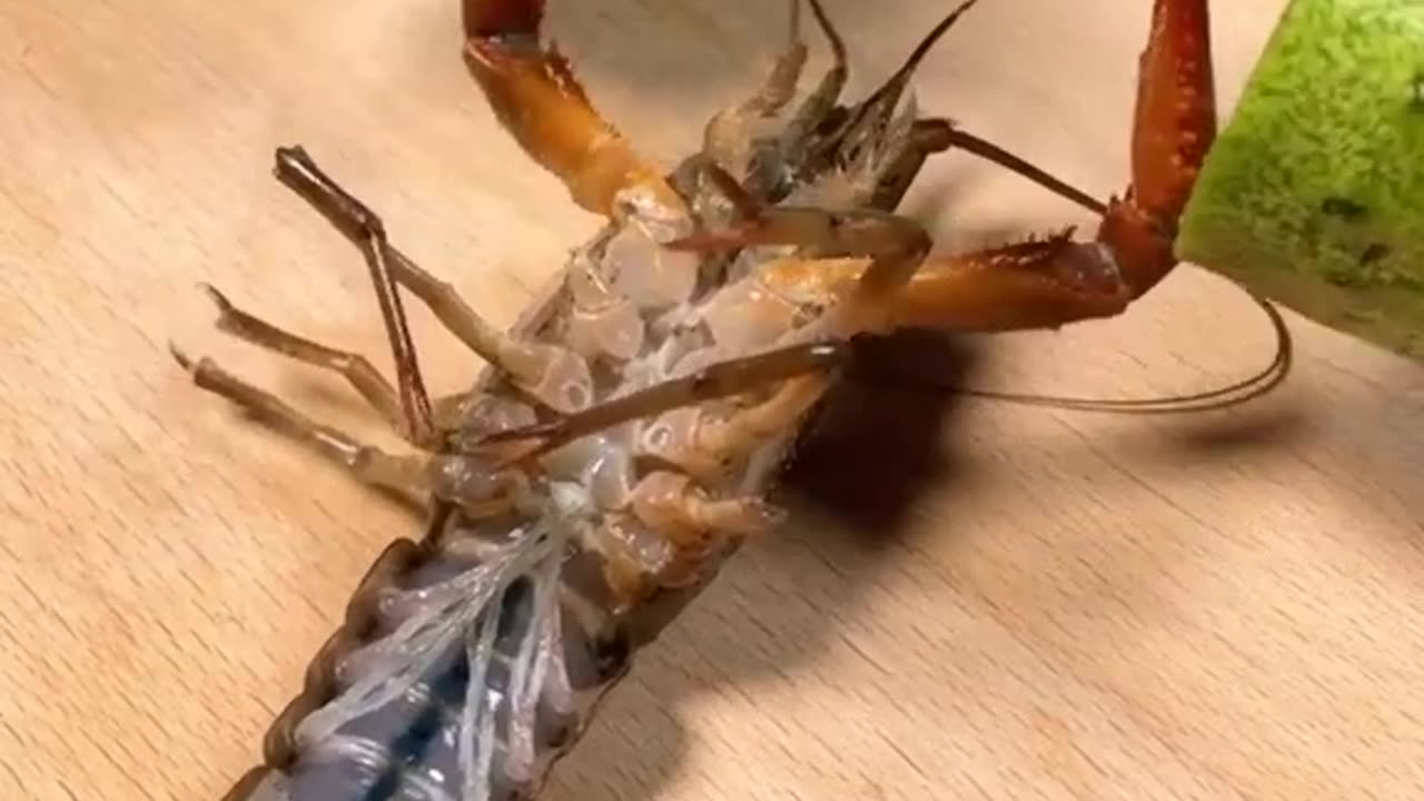 Lobster doing some Push-up 🦞