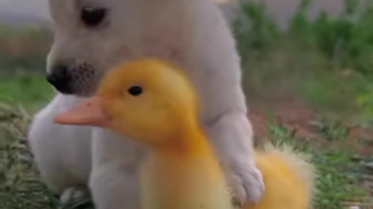 Dog and parrots