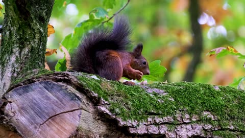 Squirrel in a Tree Nibbling on Food #Nature #SmallAnimals