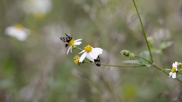 Beautiful butterflies