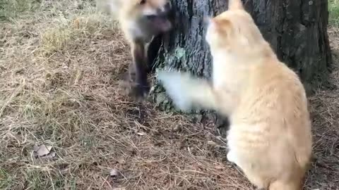 Fox against cat