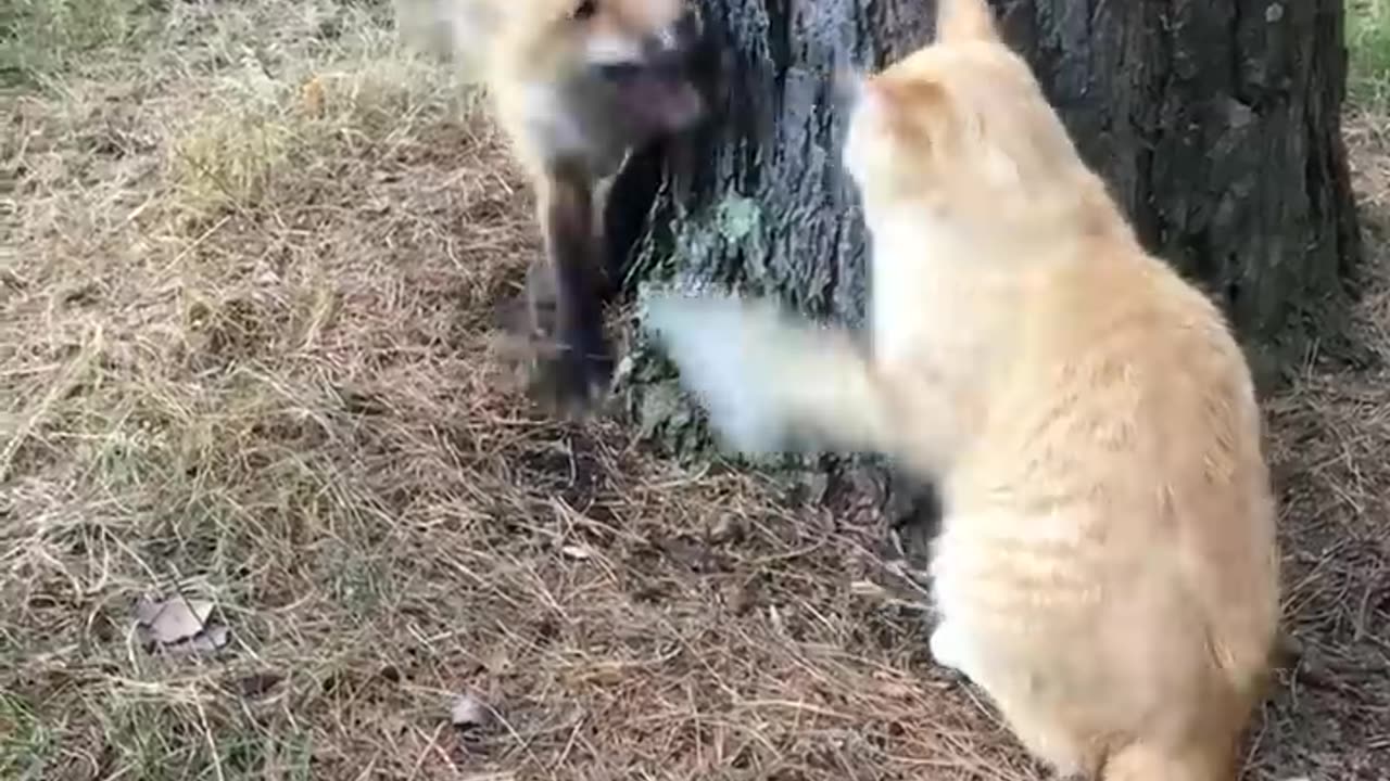 Fox against cat