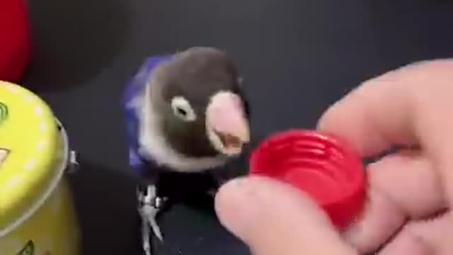 Smart parrot 🐦 unbelievable video