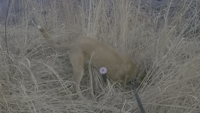 Carolina Dog Digging in Tall Grass Looking for a Gopher