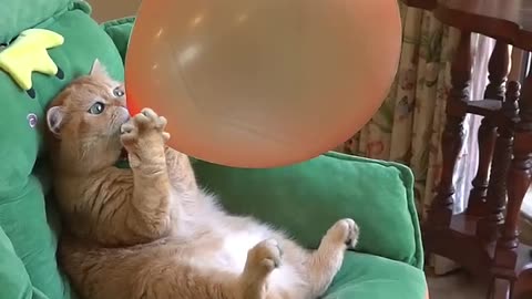 A cute cat boom a balloon🎈 very funny moment