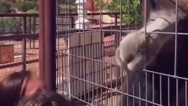 Funniest Baby at the Zoo 🐶😻 Funny Animals Reaction 😇 Try Not To Laugh 🤣 #shorts #01