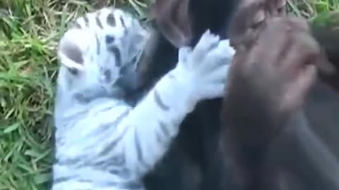 The Harmony of Chimpanzee & Tiger Cubs #shorts #viral #shortsvideo #video
