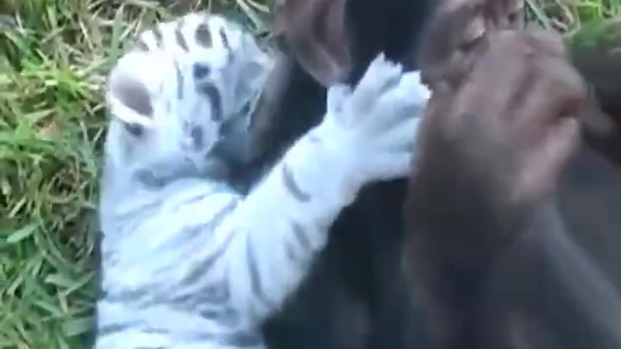 The Harmony of Chimpanzee & Tiger Cubs #shorts #viral #shortsvideo #video