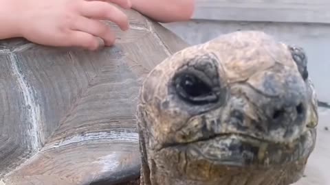 cute baby playing with tortoise