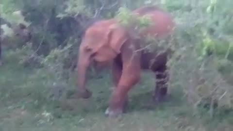 wild elephant