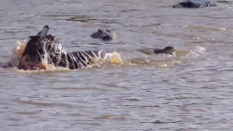 Zebra and crocodile