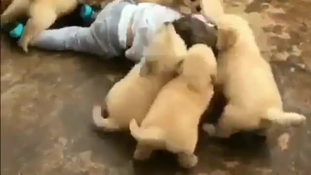 Child and puppies