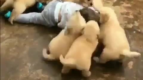 Child and puppies