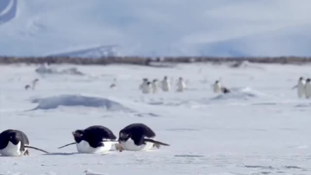 Adélie penguins tobogganing on the sea ice 🇦🇶 Cape Hallett