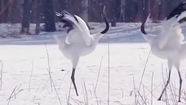 Beautiful red-crowned cranes