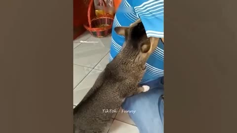 Funny animals video