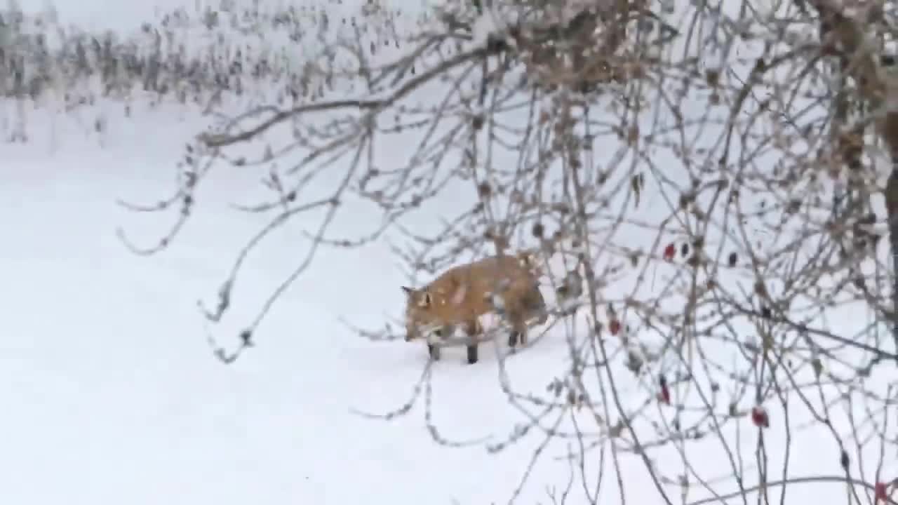 How Golden Eagle Attacks Fox From The Sky