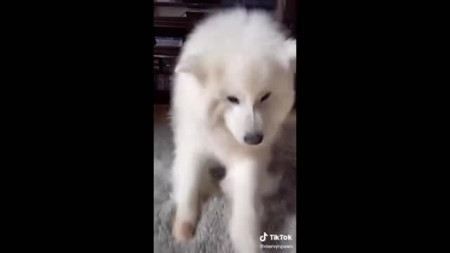 cute and funny pet videos