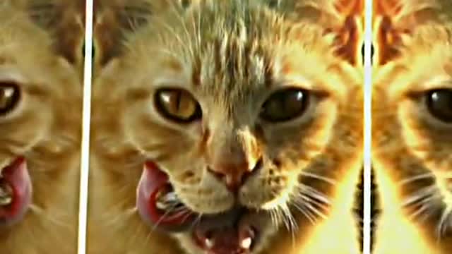 Happy Cat cat