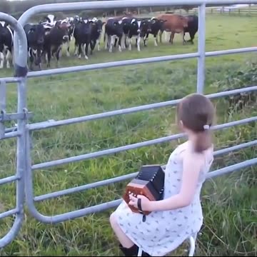 Serenading a herd of cows.