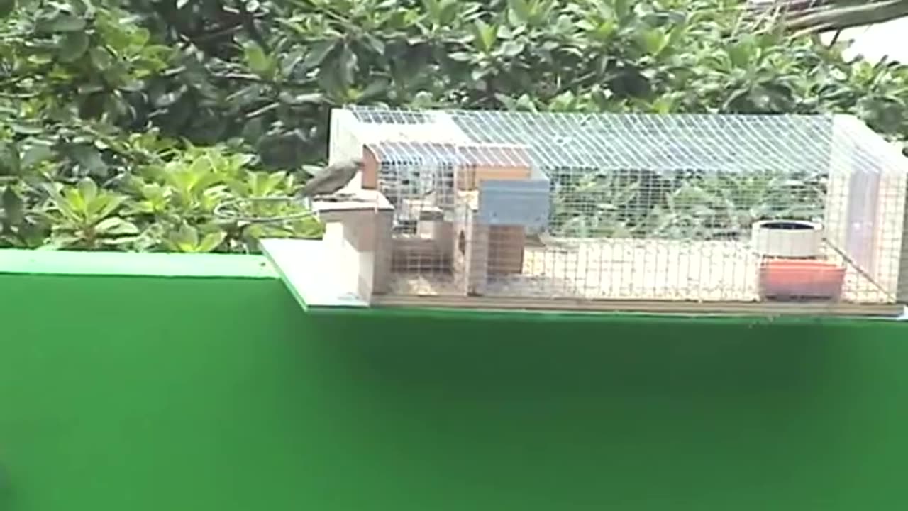 Bird Trap