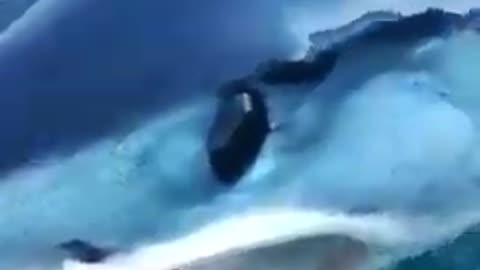 SHARK ATTACKS TOURIST BOAT