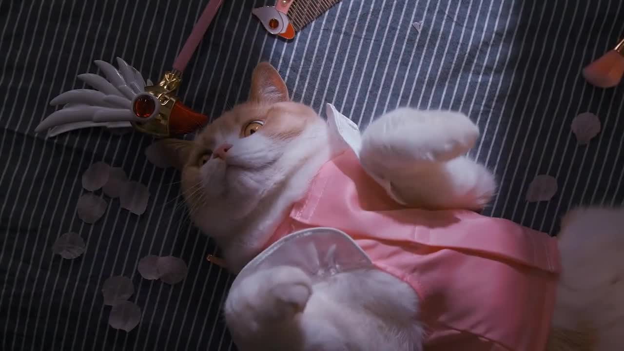 When your cat wears women's clothes