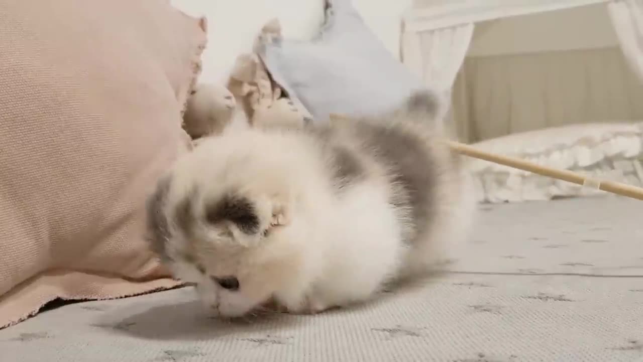 cute kitten videos short leg cat- MS