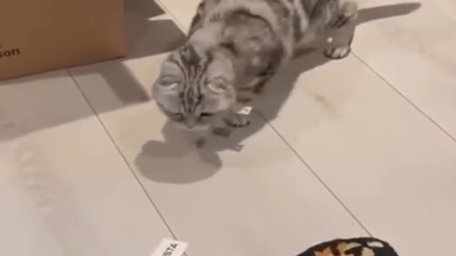 Bully cat 😼 feared and get panic 😂 of a tiger 🐯 print carpet 😂🤣🤣