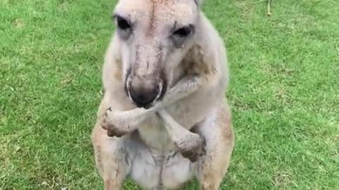 Head kangaroo