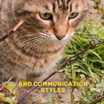 The strange bond between dogs and cats.