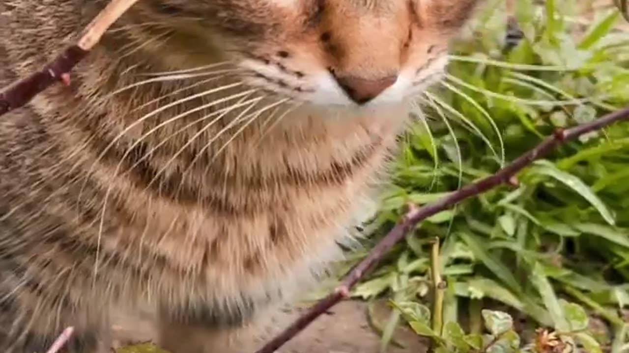 The strange bond between dogs and cats.