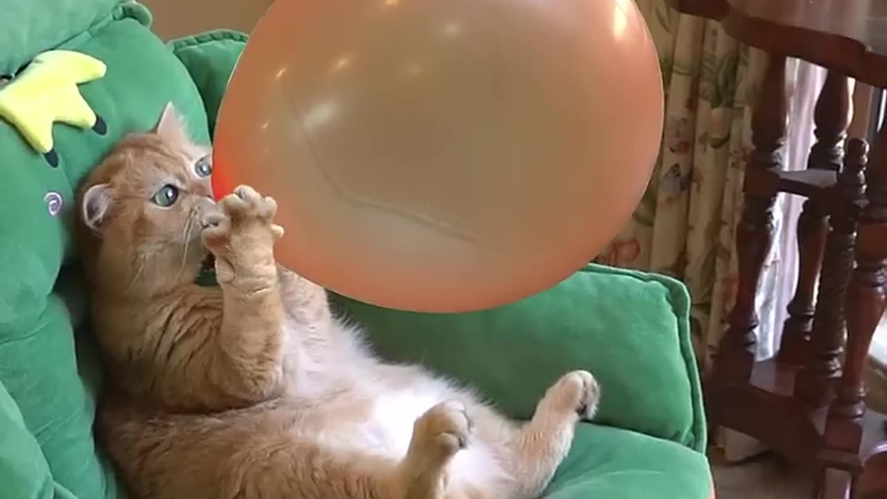 Funny cat with balloon