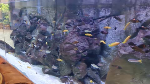 Collection of Fish / #Aquarium