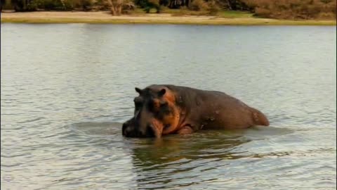 Hippo