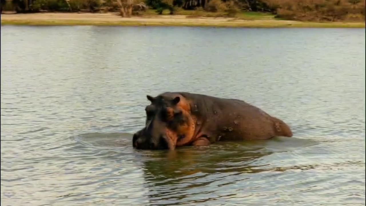 Hippo