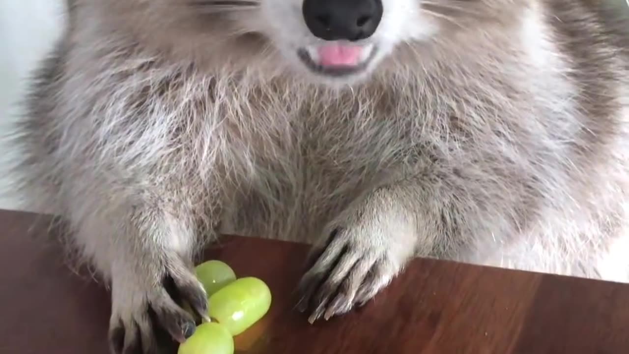 "Crafty Raccoon Defends Grapes from Sneaky Thief!"