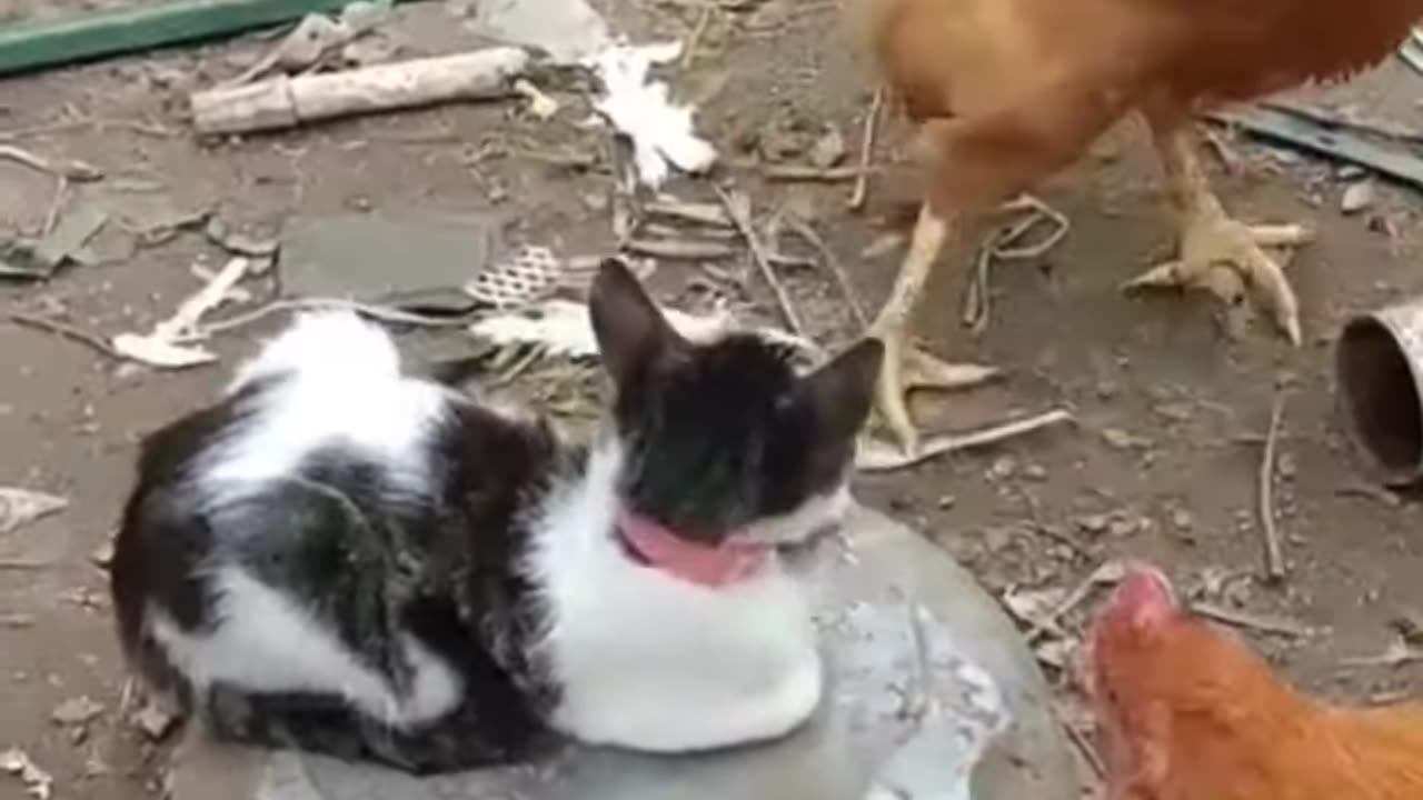 Funny Chicken Vs Cat Fighting - shorts