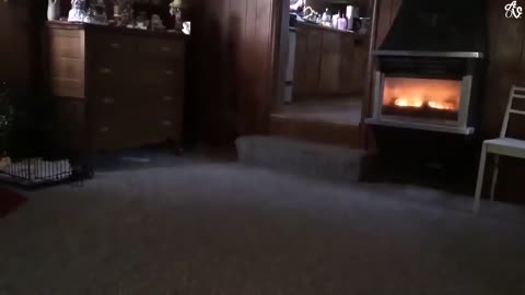 Funny Dog Compilation