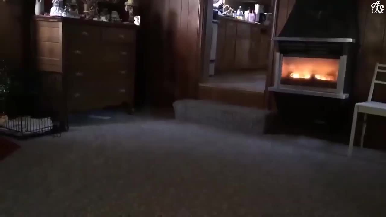 Funny Dog Compilation